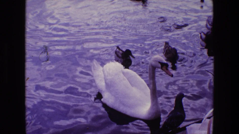 1969 Ireland 8mm still showing a swan and surrounding waterfowl on a rippled pond with visible film grain.