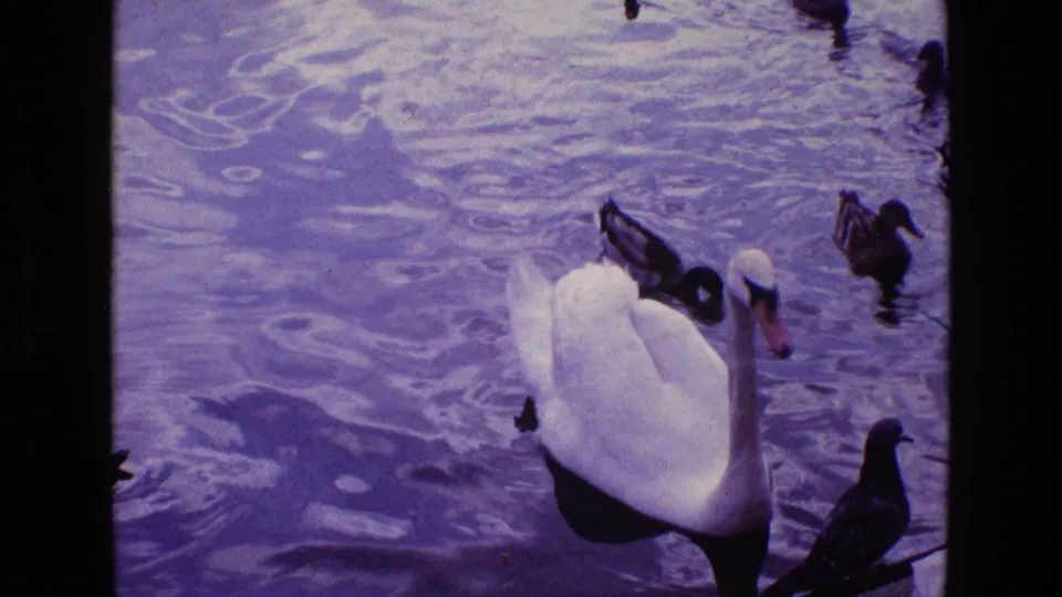 1969 Ireland home-movie frame of a white swan and ducks drifting across purple-tinted pond water.