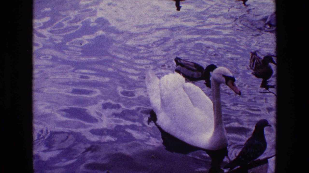 White swan swimming near ducks on purple-tinted pond water.