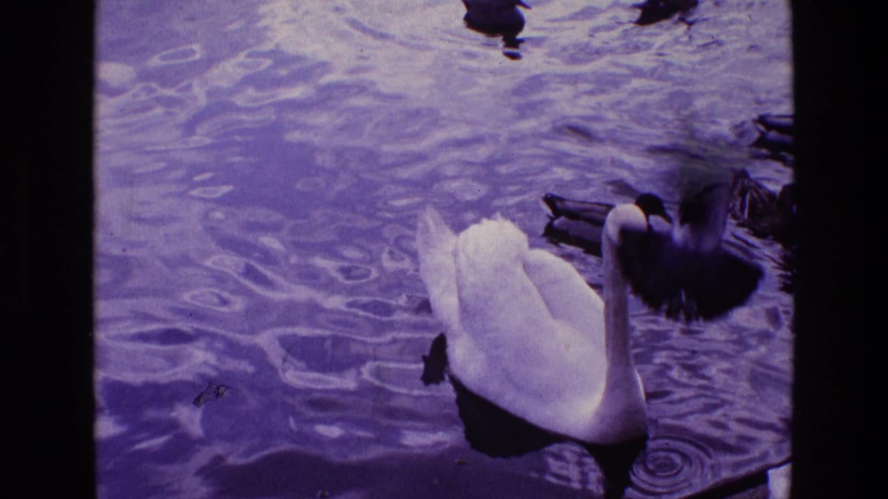1969 Ireland 8mm frame with a swan in the pond, ducks at the upper edge, and a blurred bird crossing near the lens.