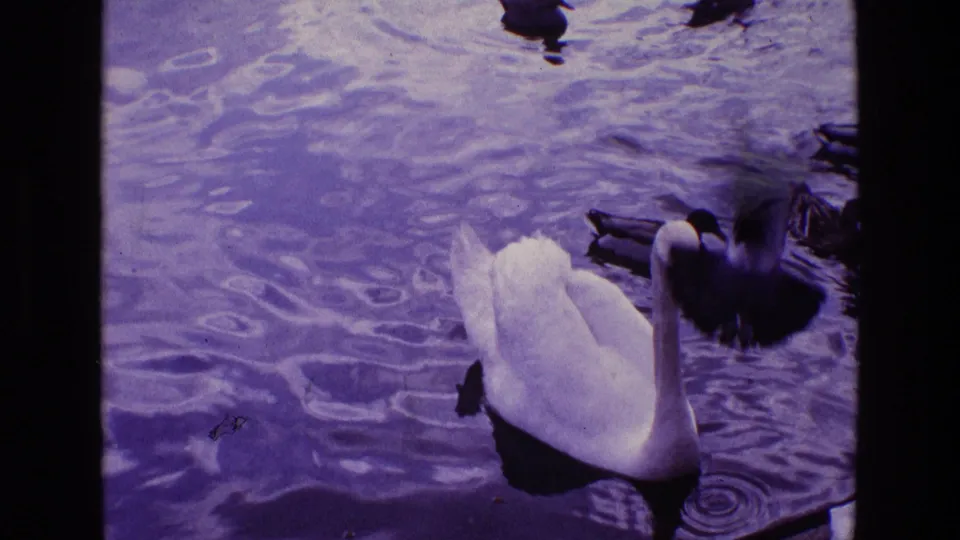 1969 Ireland 8mm frame with a swan in the pond, ducks at the upper edge, and a blurred bird crossing near the lens.