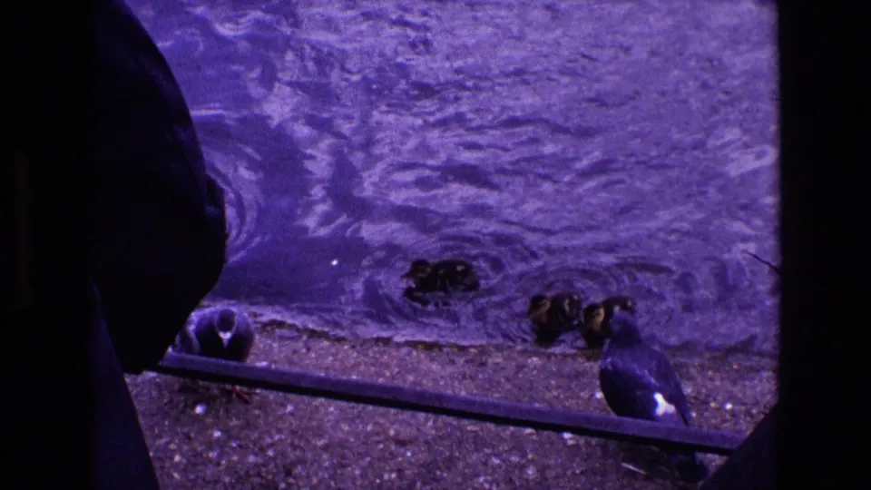 1969 Ireland 8mm frame showing a dark-coated visitor at the pond edge near small goslings, pigeons, water, and a low railing.