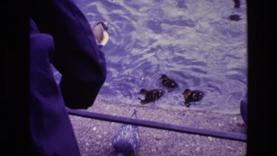 1969 Ireland 8mm frame with a partially visible visitor leaning by the pond as goslings, pigeons, and waterfowl gather below.