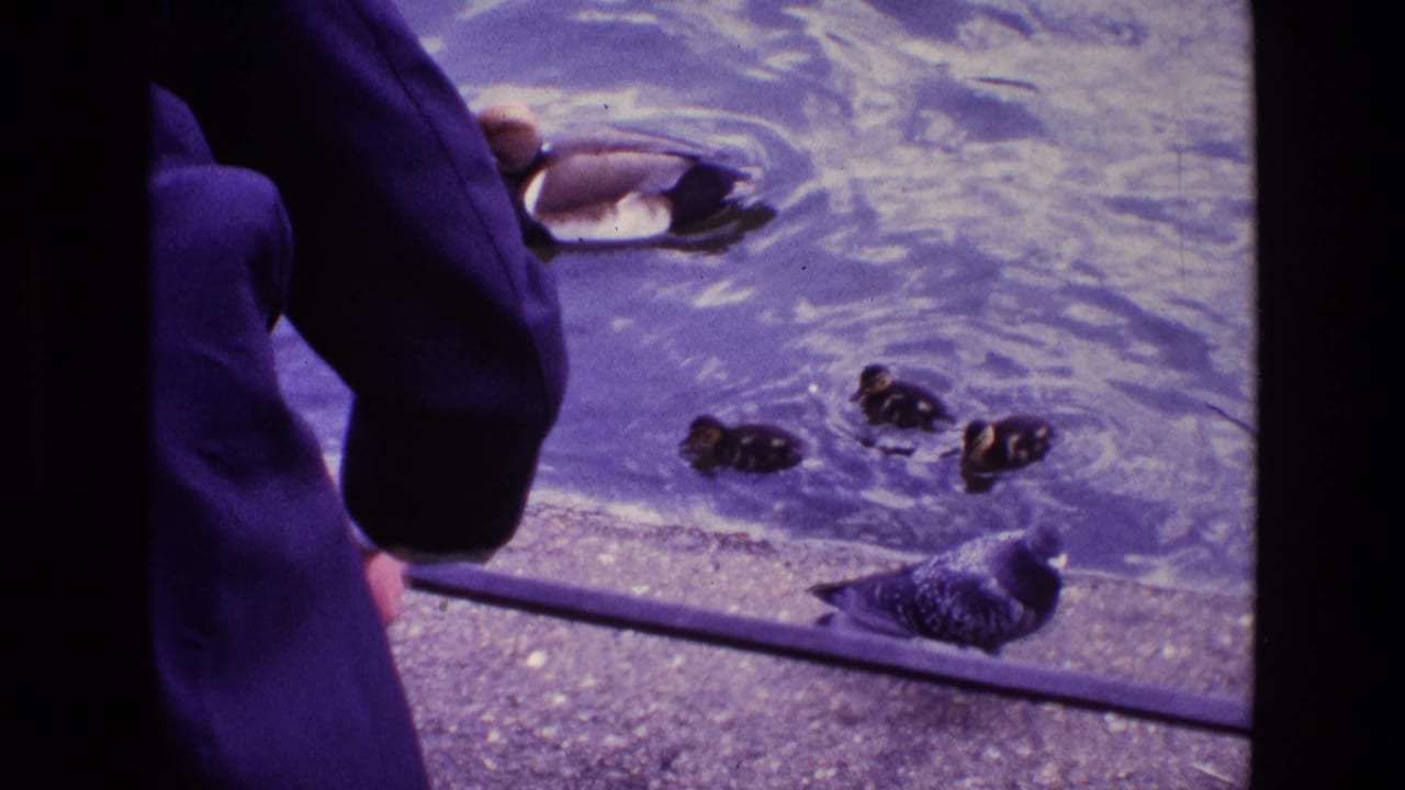 Person in a dark coat near pond water with ducks, ducklings, and a pigeon at the edge.