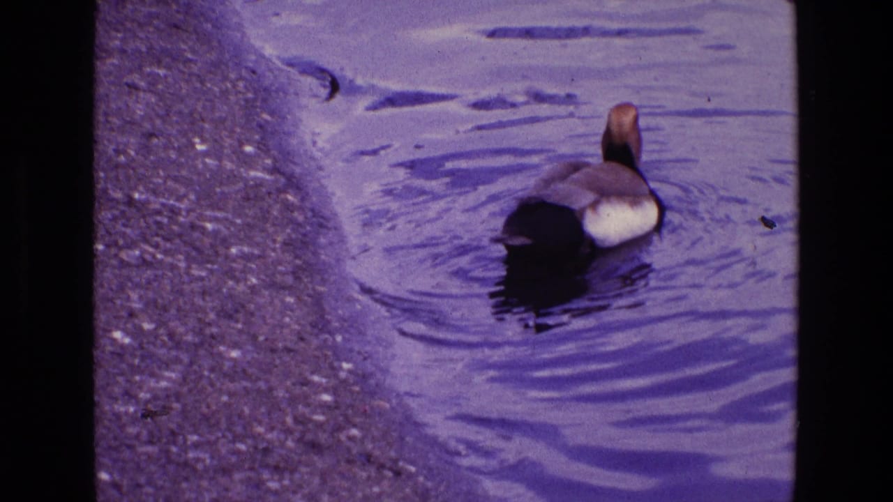 A brown and white duck swims beside the pond edge in the 1969 Ireland 8mm footage, with ripples spreading over purple-tinted water.