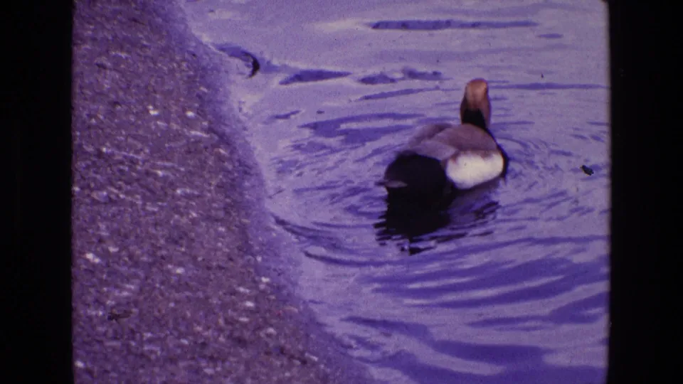 A brown and white duck swims beside the pond edge in the 1969 Ireland 8mm footage, with ripples spreading over purple-tinted water.