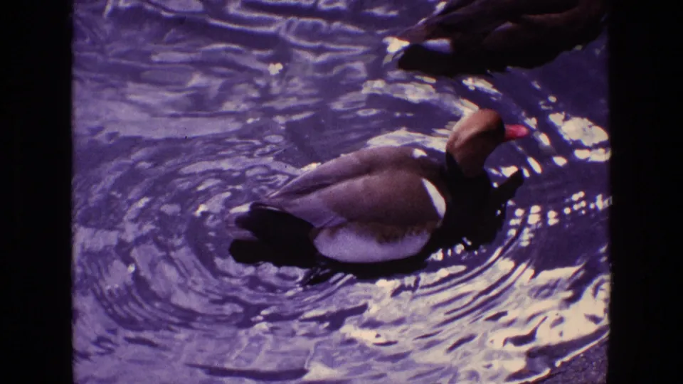 A brown and white duck fills the frame while swimming through rippled pond water in this 1969 Ireland home-movie shot.