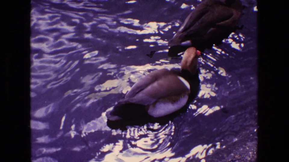 A duck swims near the edge of the pond as a hand reaches toward the water, suggesting feeding in the 1969 Ireland 8mm footage.