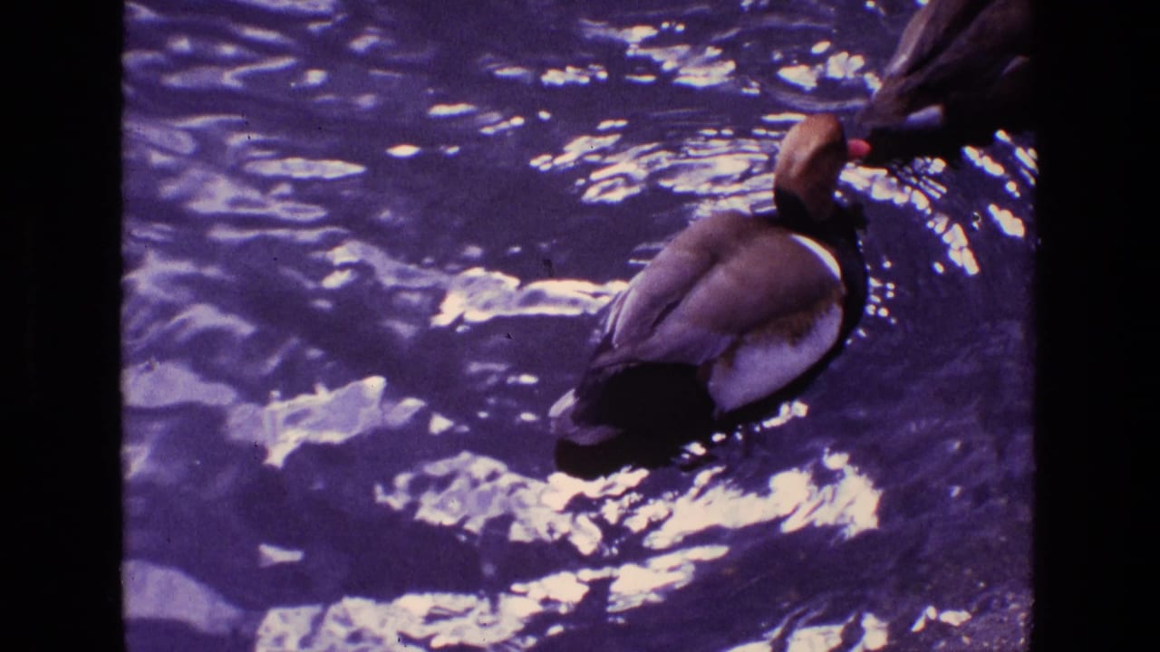 Duck swimming on rippling blue water near dark film-frame borders.