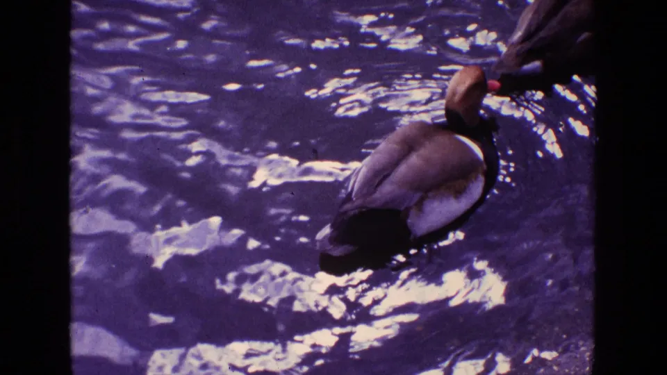1969 Ireland 8mm frame showing a duck with a reddish bill swimming across rippling blue water.