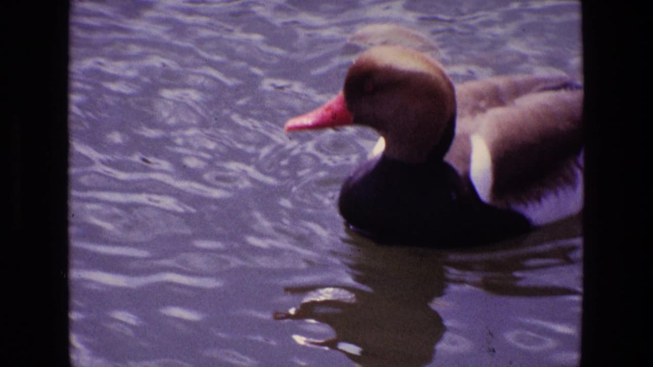 1969 Ireland home-movie still of a duck in profile on rippling water, with pale side feathers and a reddish bill.