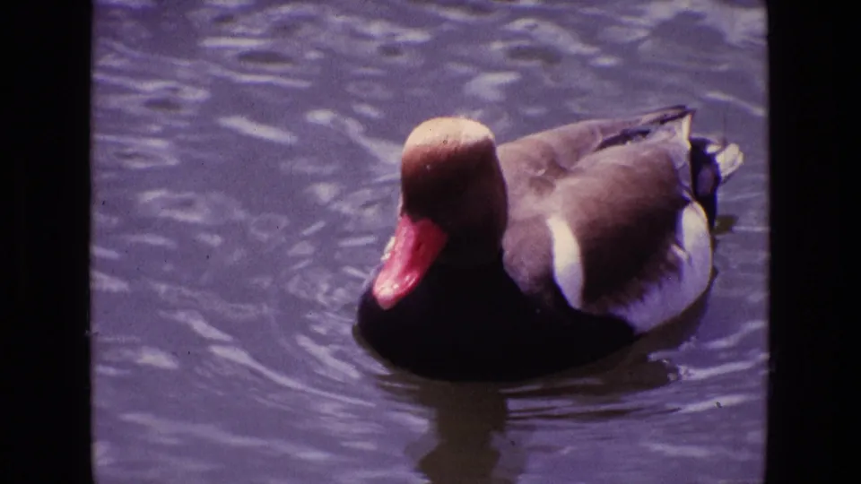1969 Ireland 8mm still showing the duck facing toward the camera on rippling blue water.