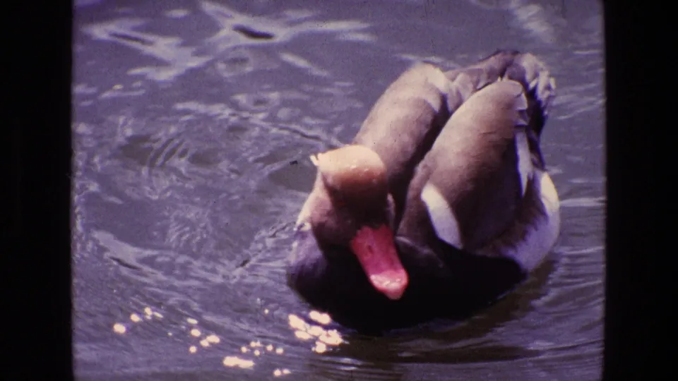 1969 Ireland home-movie frame of a duck turning or preening on blue water, with light glinting on the surface.