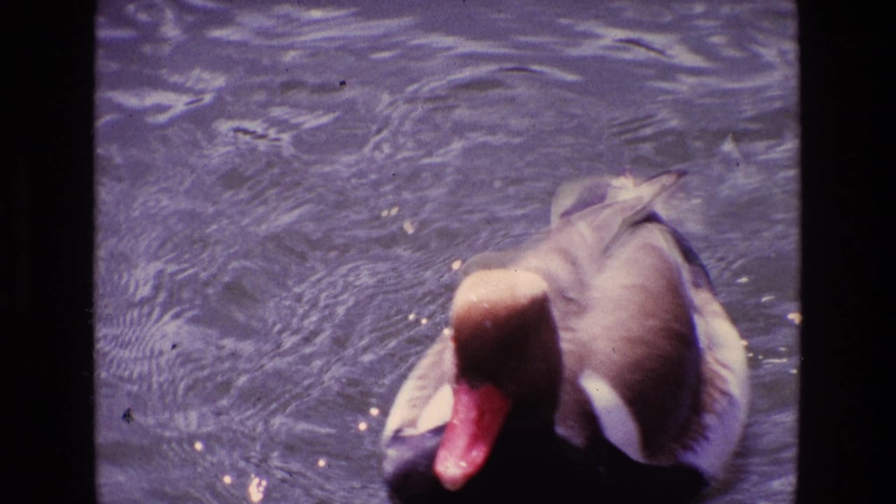 1969 Ireland 8mm frame showing a duck or goose close to the camera on rippled pond water with film grain and soft color.