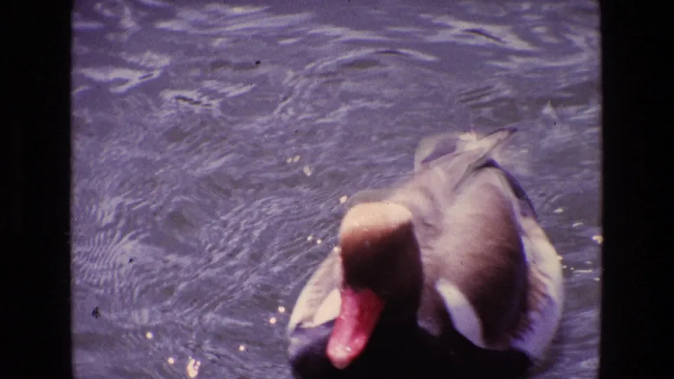 1969 Ireland 8mm frame showing a duck or goose close to the camera on rippled pond water with film grain and soft color.