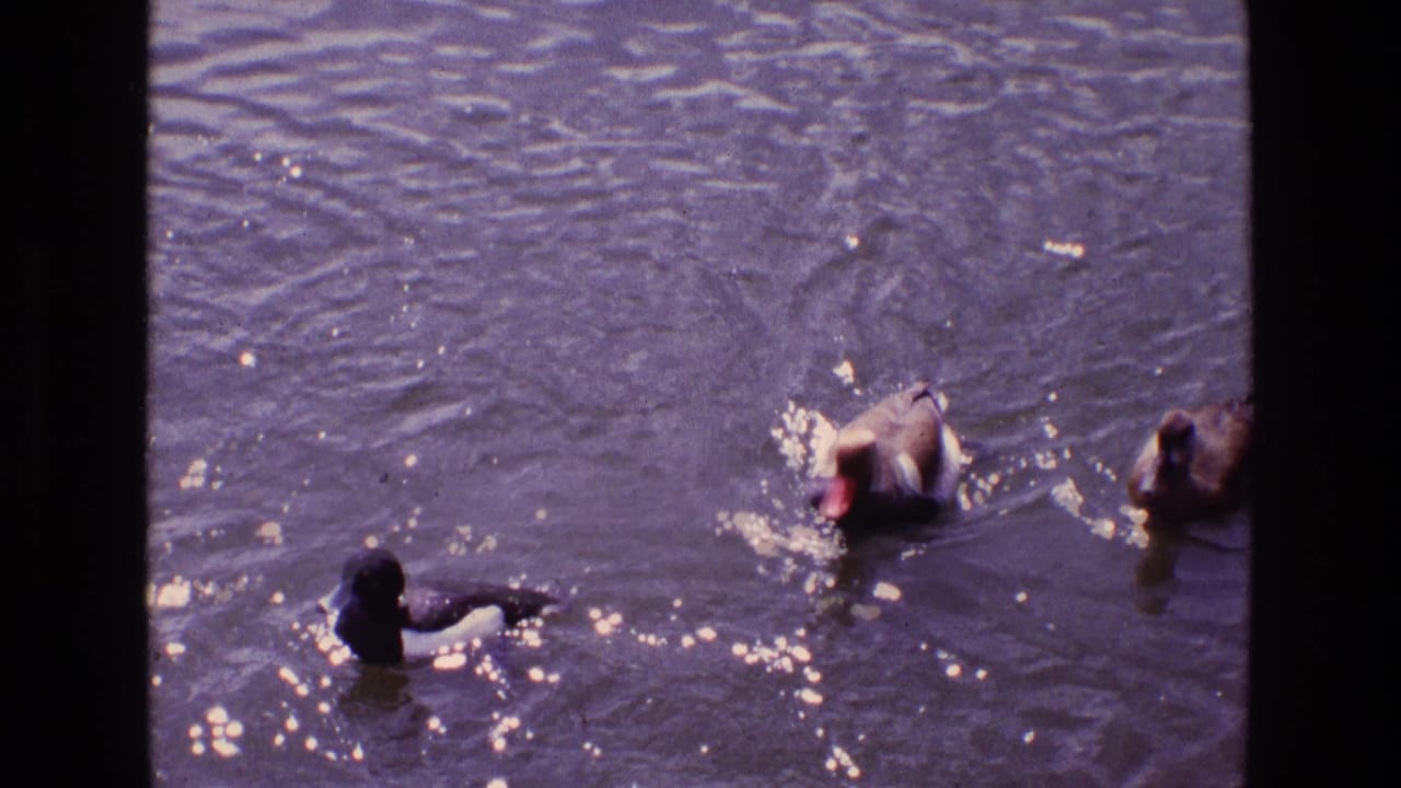 Several ducks and geese swim across a pond with sunlight on the water.