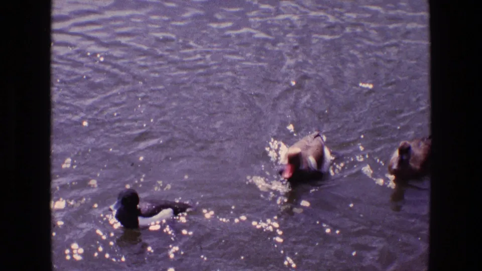 1969 Ireland home-movie frame with ducks and geese scattered across a pond, seen from above with shimmering water reflections.