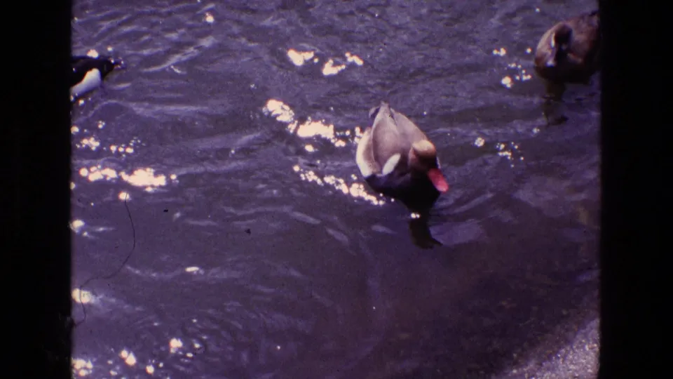 1969 Ireland 8mm frame showing a duck swimming through rippled pond water with another bird partly visible at the edge.