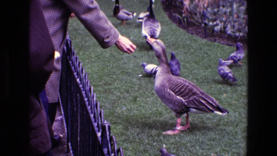 1969 Ireland home-movie frame showing a person in a patterned coat feeding a goose beside pigeons and a black iron park fence.