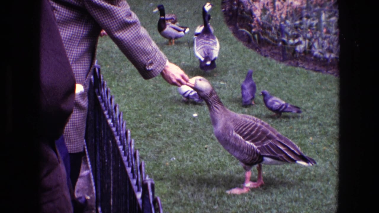 Person in a checkered coat feeding a goose on grass near ducks and a fence.