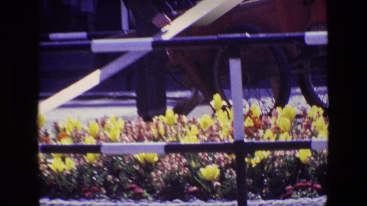 Yellow tulips behind a striped barrier with pedestrian legs and a parked or passing car above.