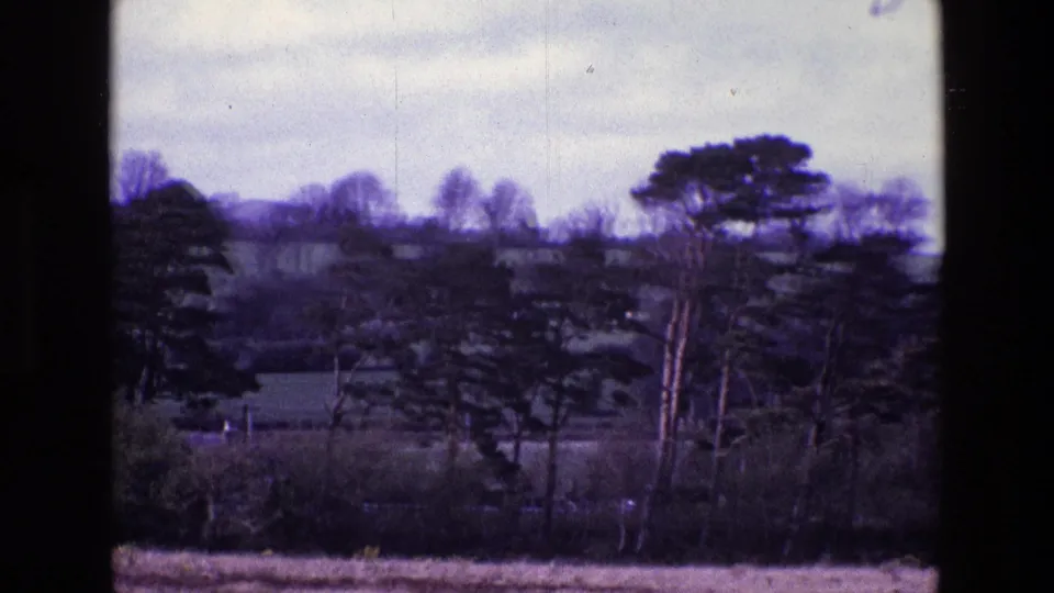 1969 Ireland rural landscape frame showing leafless trees, evergreens, hedgerow, pasture, and soft overcast light.