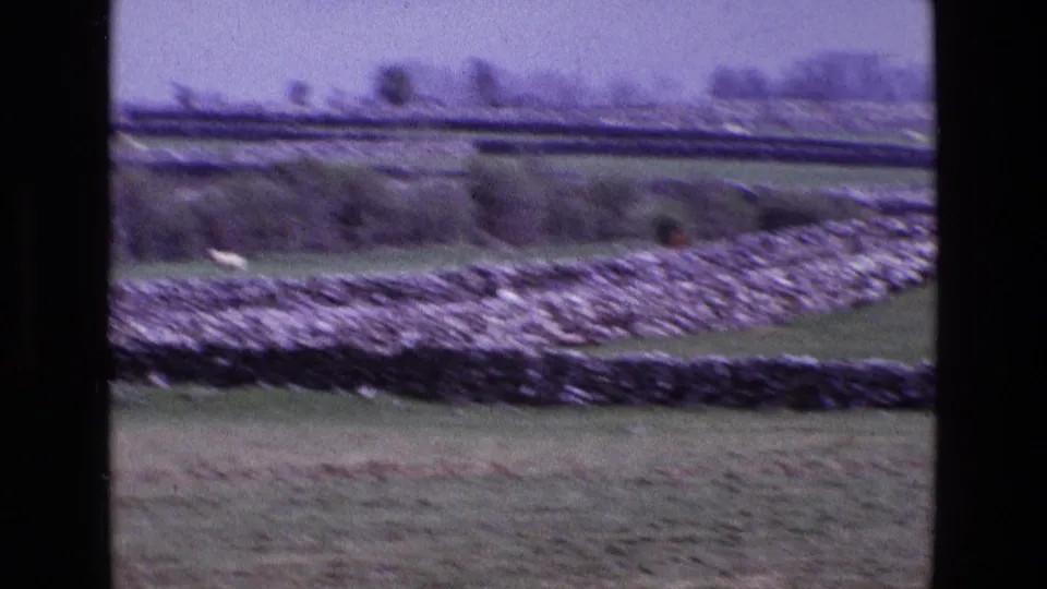 Soft 8mm frame of rural Ireland with a curving dry-stone wall, open field, hedgerow, and distant tree line.