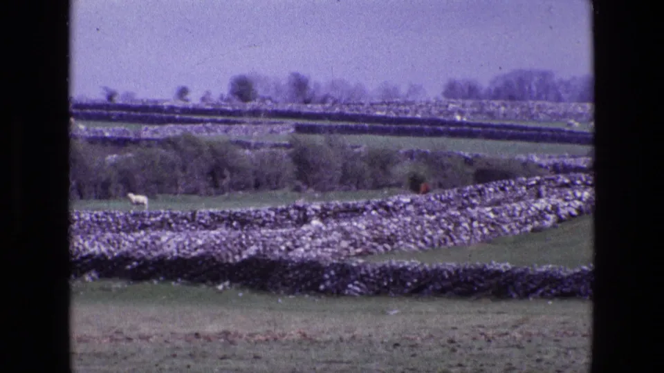 1969 8mm view of Irish fields divided by stone walls, with a small sheep grazing among hedgerows and distant trees.