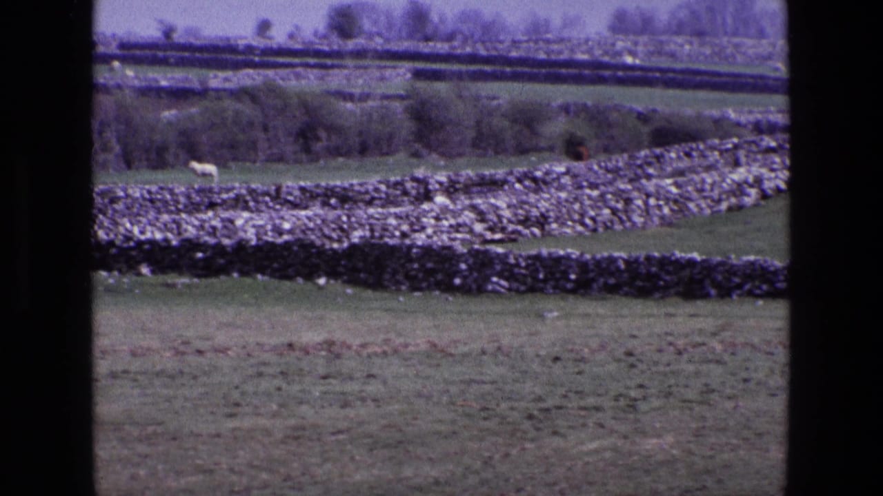 Rural Ireland pasture in 1969, showing layered stone walls, hedgerows, open fields, and a grazing sheep in the distance.