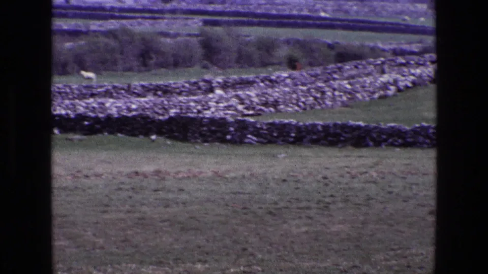 Soft 8mm frame of Irish pasture, with a grazing sheep, stacked stone walls, hedges, and distant fields under a purple-tinged sky.