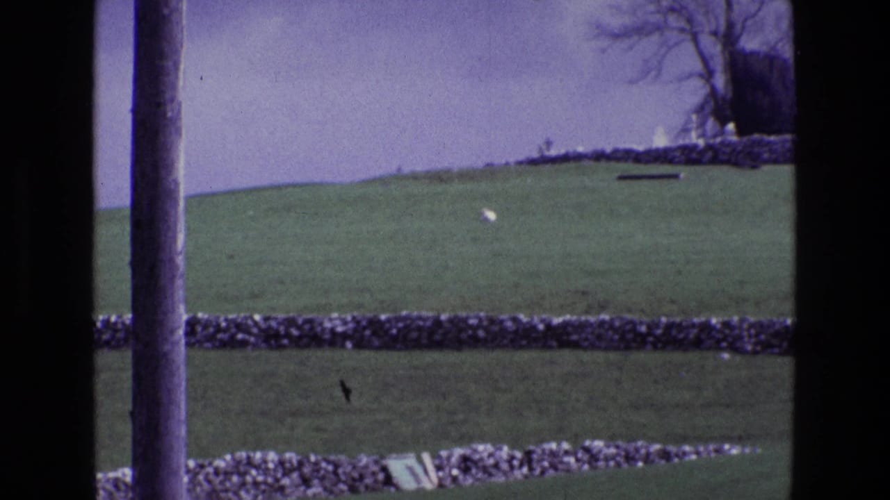 Green hillside crossed by stone walls, with a bare tree near the horizon.