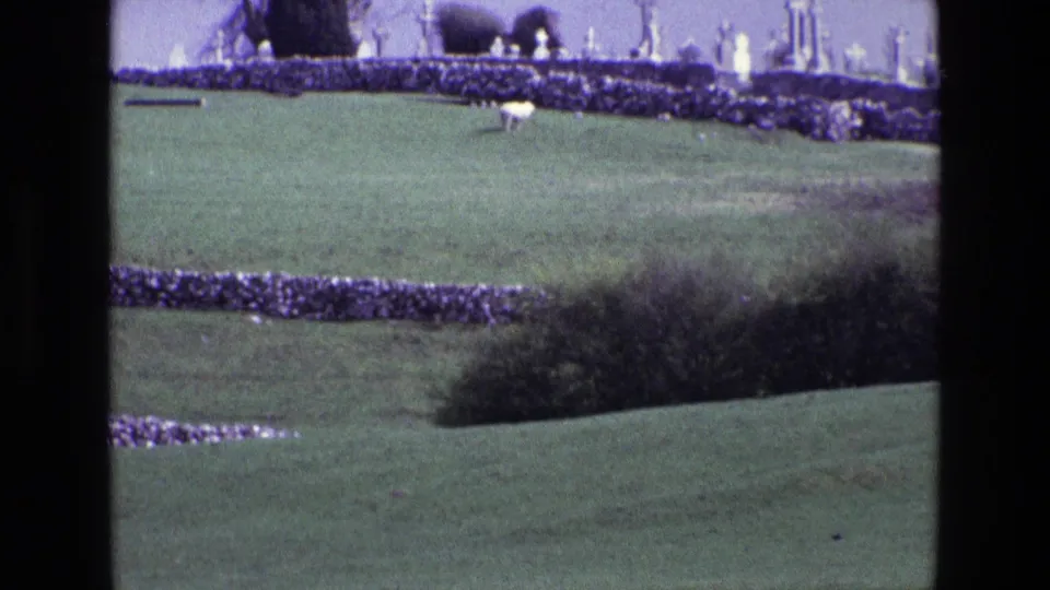 1969 Ireland countryside frame with a grazing white sheep, stone field walls, shrubs, and distant pale markers on the ridge.