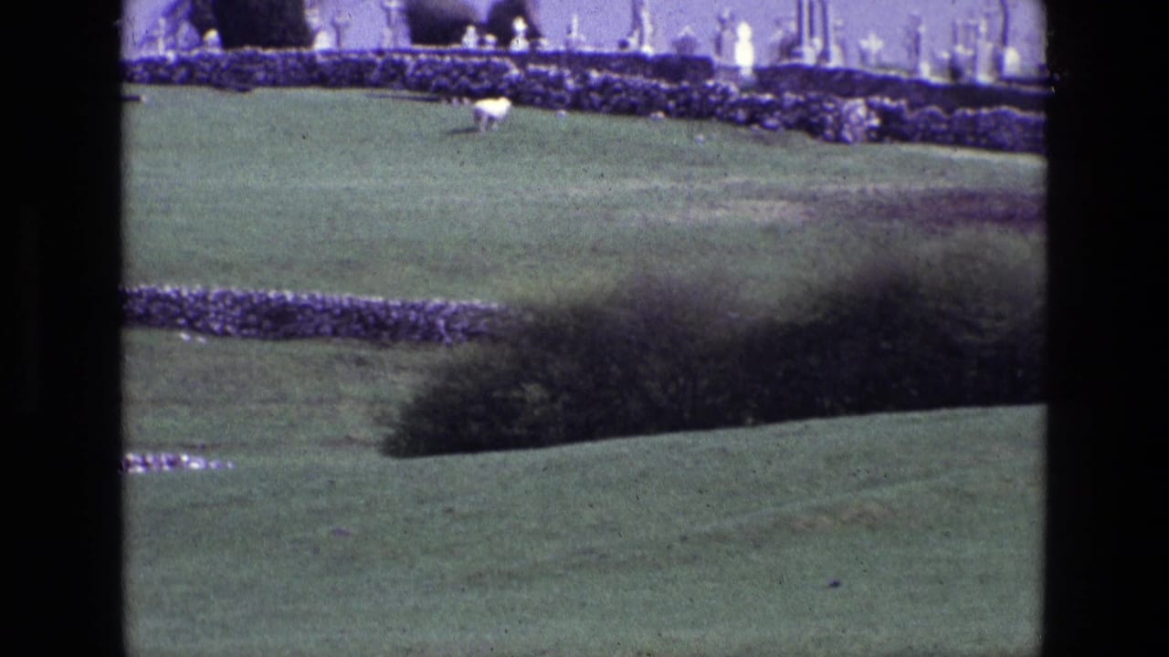 Green hillside divided by dry-stone walls with a small white grazing animal in the distance.
