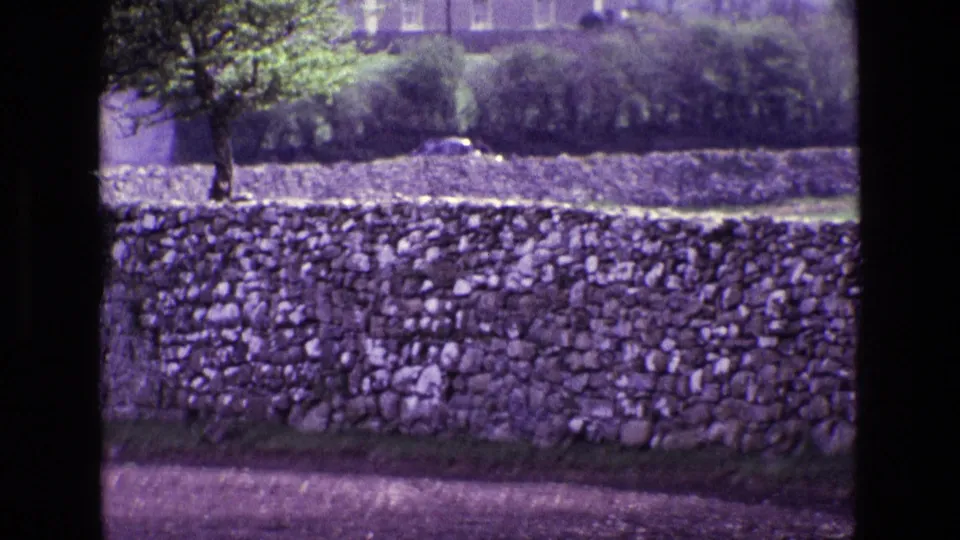 1969 Ireland rural frame with a small tree beside dry-stone walls, hedgerows, grass, and distant vegetation.