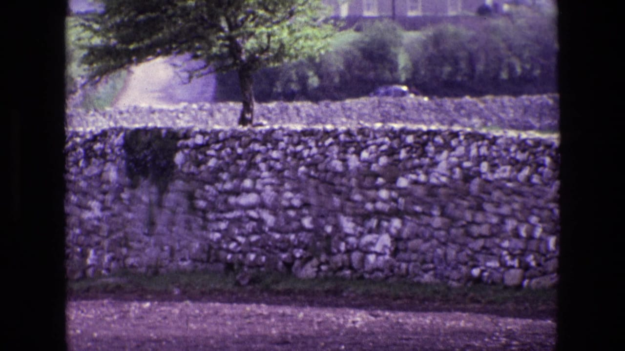 Dry-stone wall with a lone tree and green field beyond.
