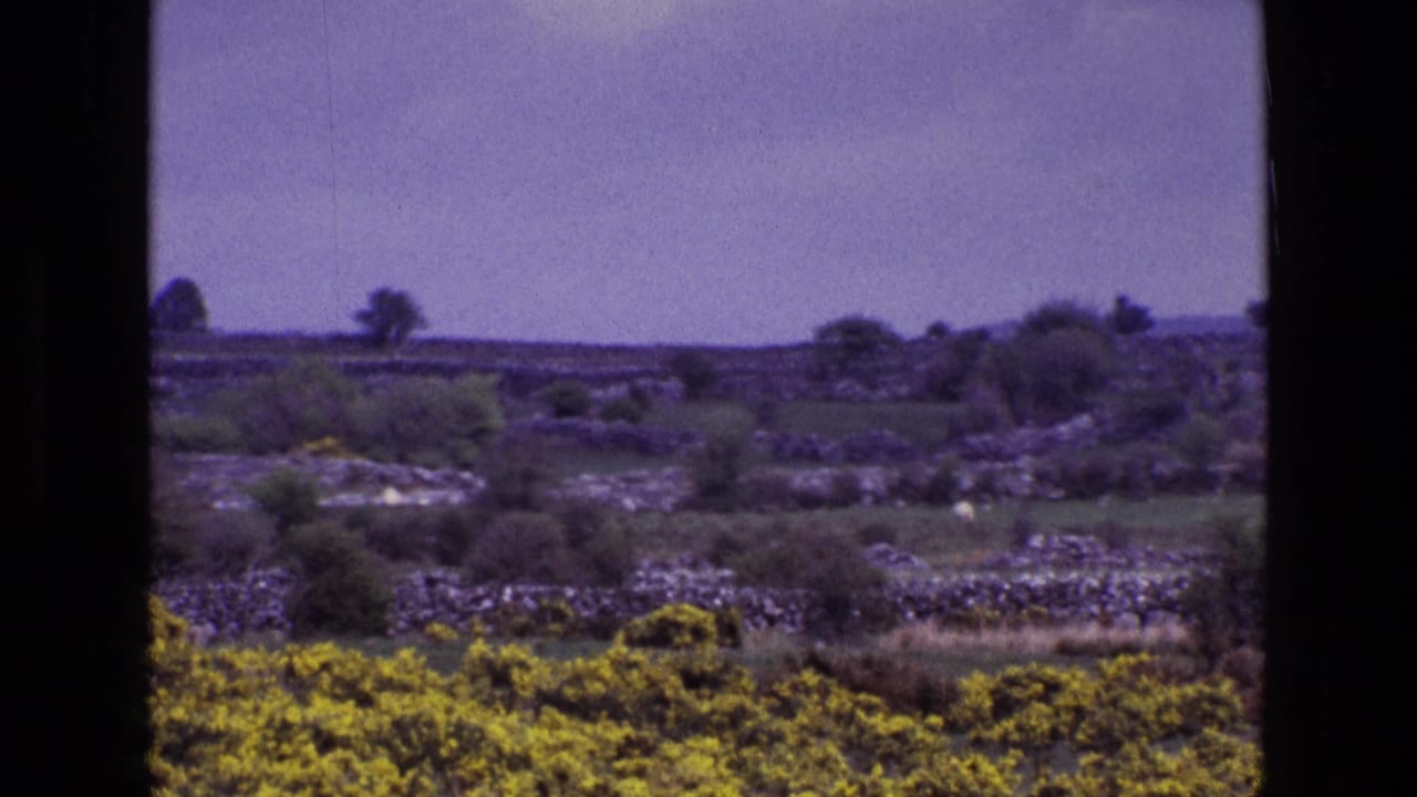 Rural fields divided by stone walls with yellow gorse in the foreground and trees on the horizon.