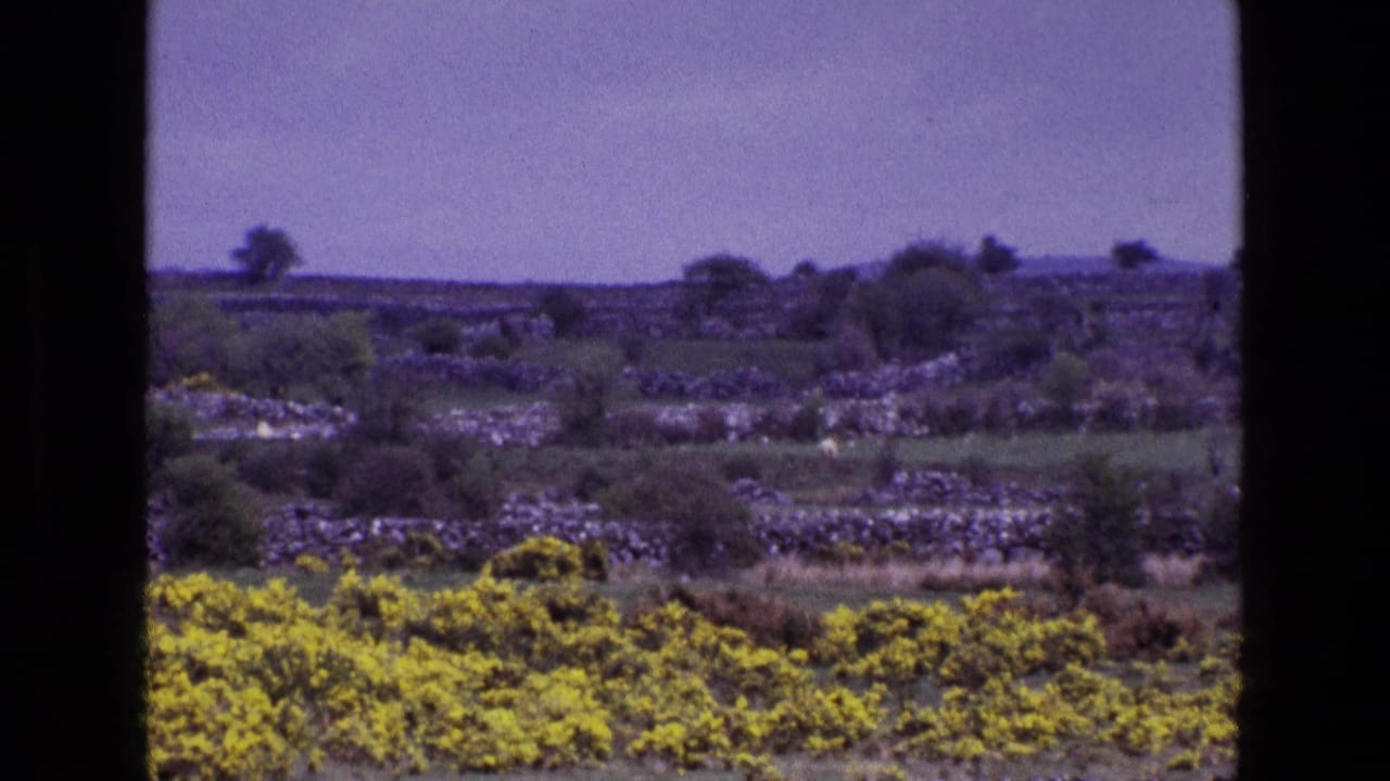 Wide countryside view with stone walls, yellow flowering shrubs, trees, and open fields.