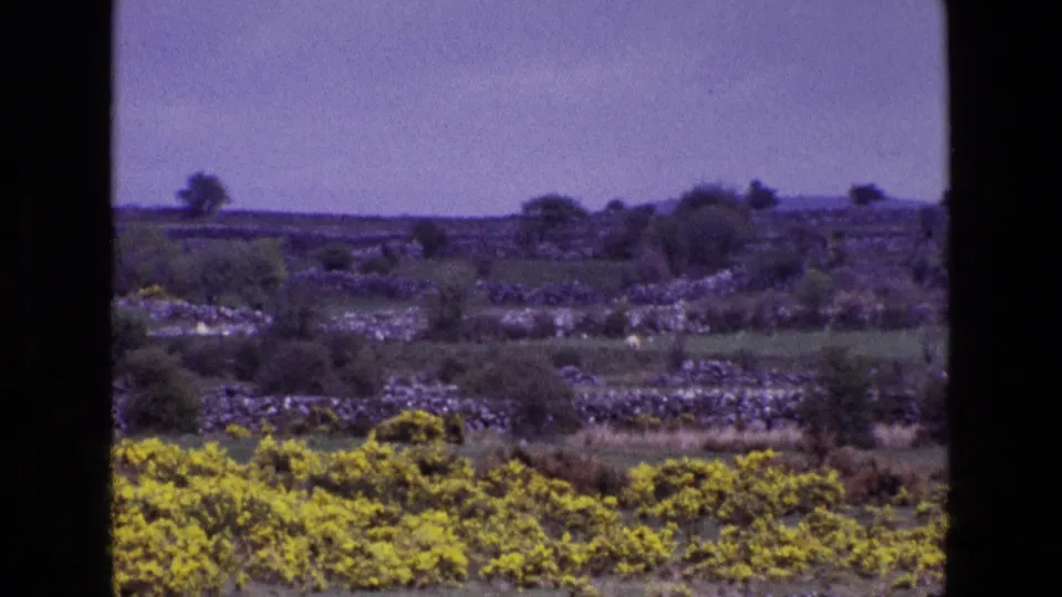 A wide 1969 Ireland countryside view shows stone field walls, yellow gorse, low vegetation, scattered trees, and a soft purple sky.