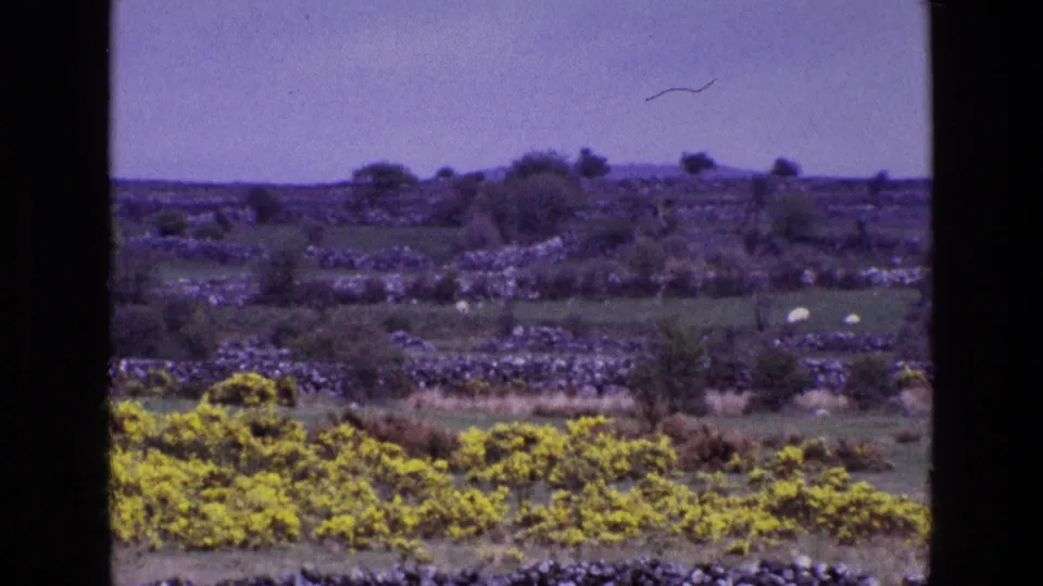 1969 Irish pasture framed by yellow gorse and stone walls, with small white sheep grazing in the middle distance.