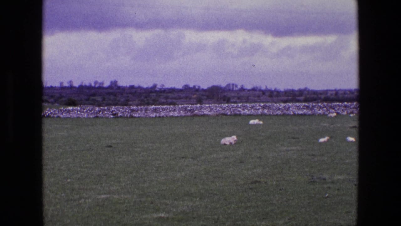 1969 Ireland countryside scene with sheep in a green pasture, a stone wall, and distant trees under clouds.