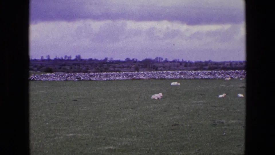 1969 Ireland countryside scene with sheep in a green pasture, a stone wall, and distant trees under clouds.