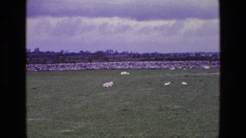 1969 Ireland rural pasture with several white sheep, a long stone wall, and a low distant treeline.