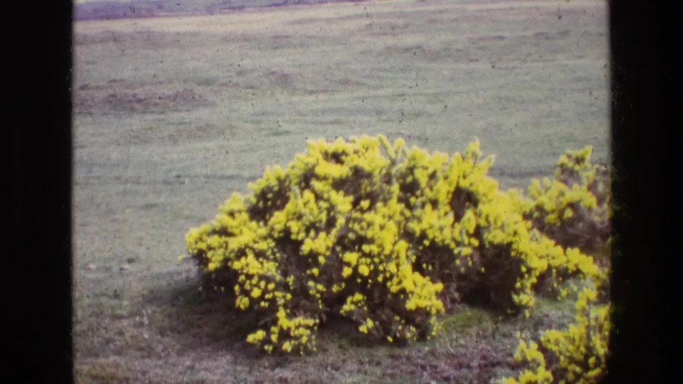 1969 Ireland home-movie frame showing a yellow gorse-like flowering bush in a grassy rural field.