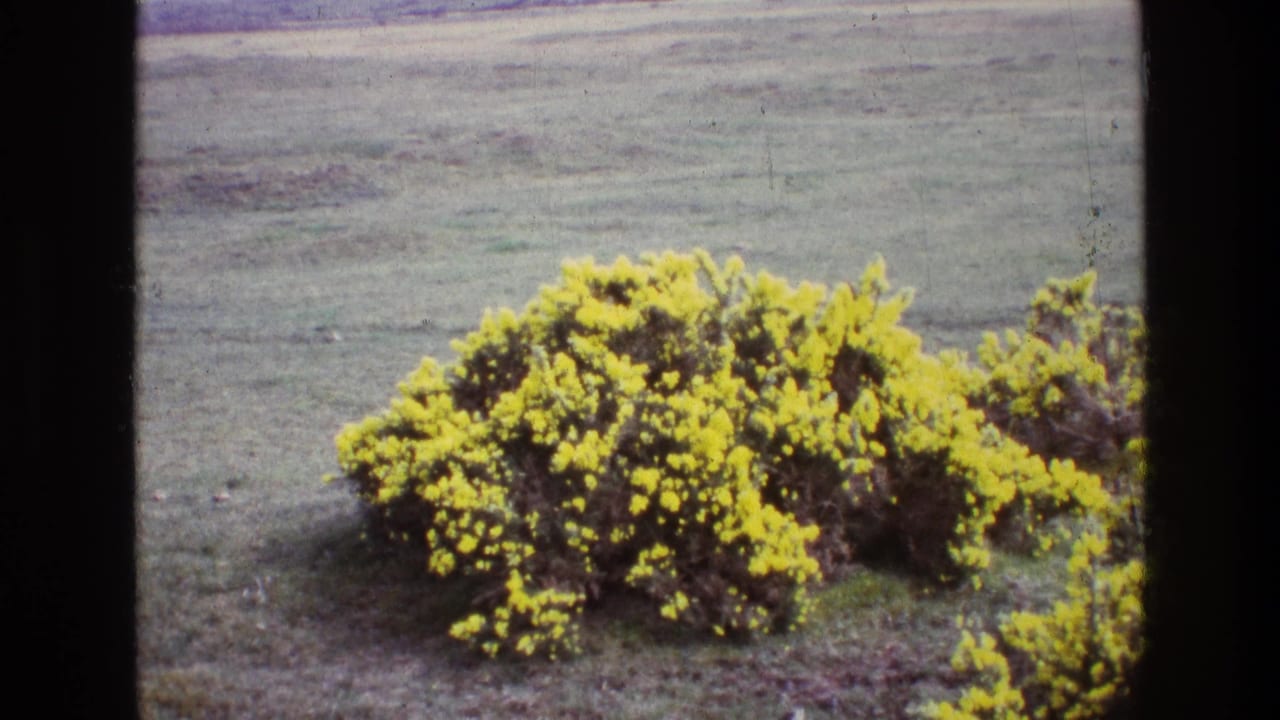 A vintage 8mm view of yellow gorse in an Irish field, with faded color and visible film texture.