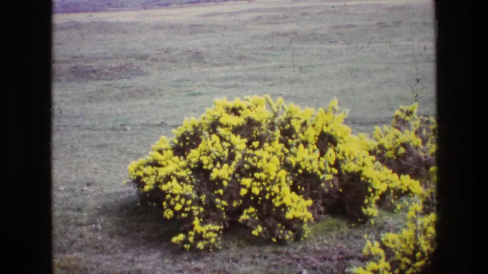 A vintage 8mm view of yellow gorse in an Irish field, with faded color and visible film texture.