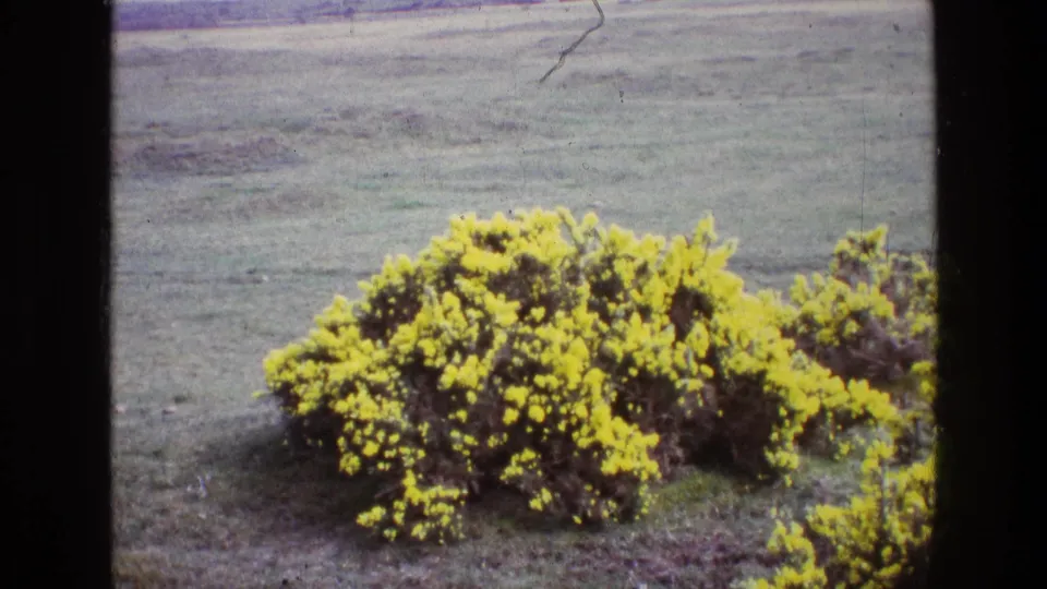 1969 home-movie frame of yellow gorse blooming in rural Ireland, with soft focus and dust on the film scan.
