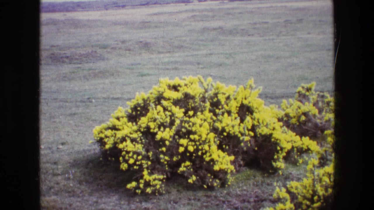 1969 Ireland 8mm frame showing a yellow gorse bush blooming against a broad grassy field.