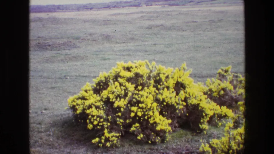 1969 Ireland 8mm frame with a yellow gorse bush in bloom and muted green field beyond.