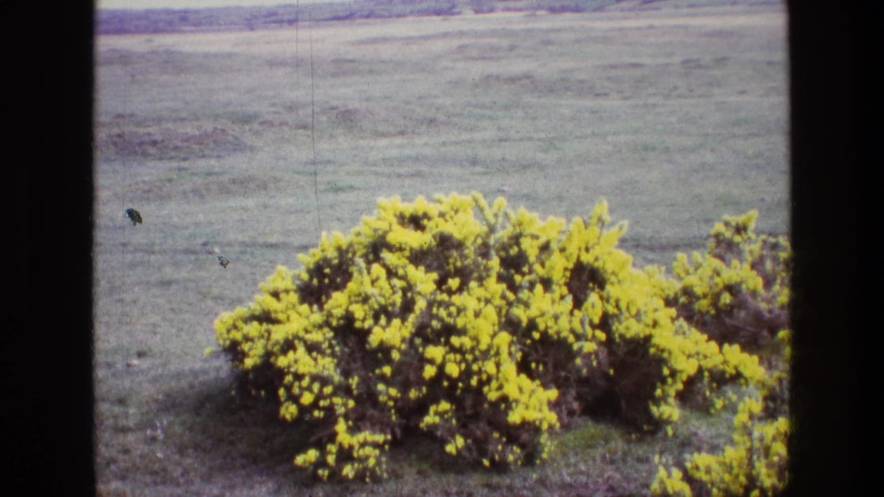 1969 Ireland home-movie frame showing a yellow flowering bush in an open field, with soft 8mm texture and visible gate edges.
