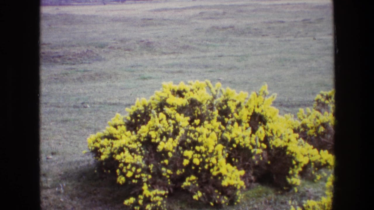 Closer view of a yellow flowering bush across a muted grassy field.